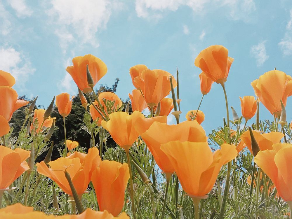 Spring background with orange flowers in a field