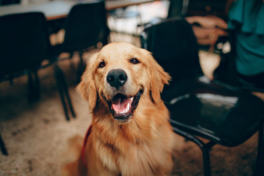 Happy Golden Retriever dog