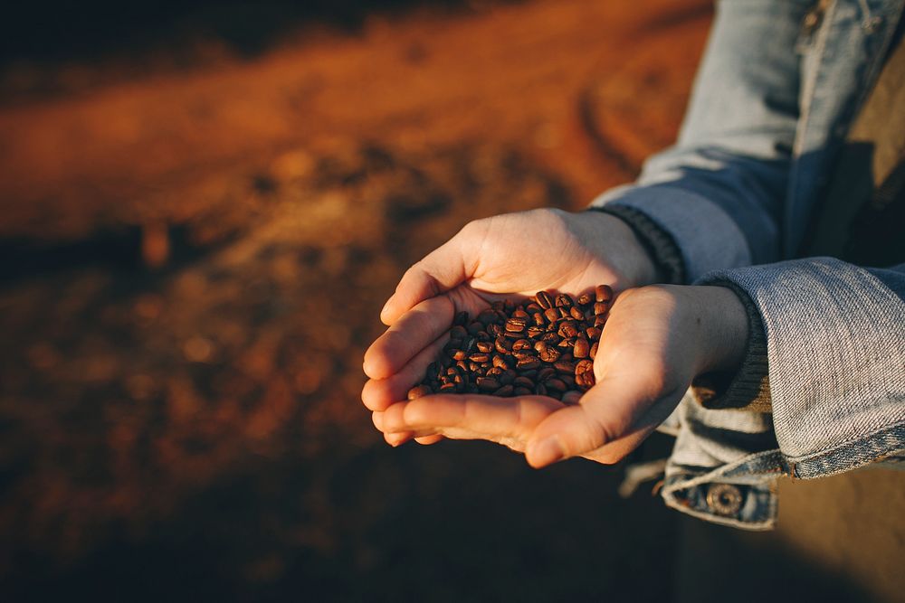 Organic coffee beans at a farm