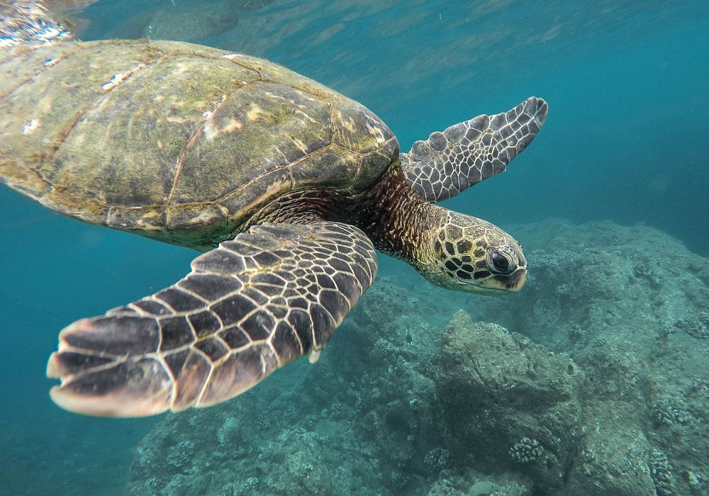A turtle under the water in Oahu, Hawaii