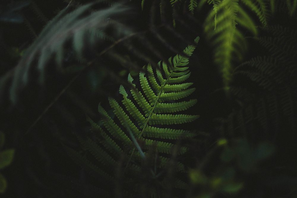 Fern leaves in the forest of Oahu, Hawaii