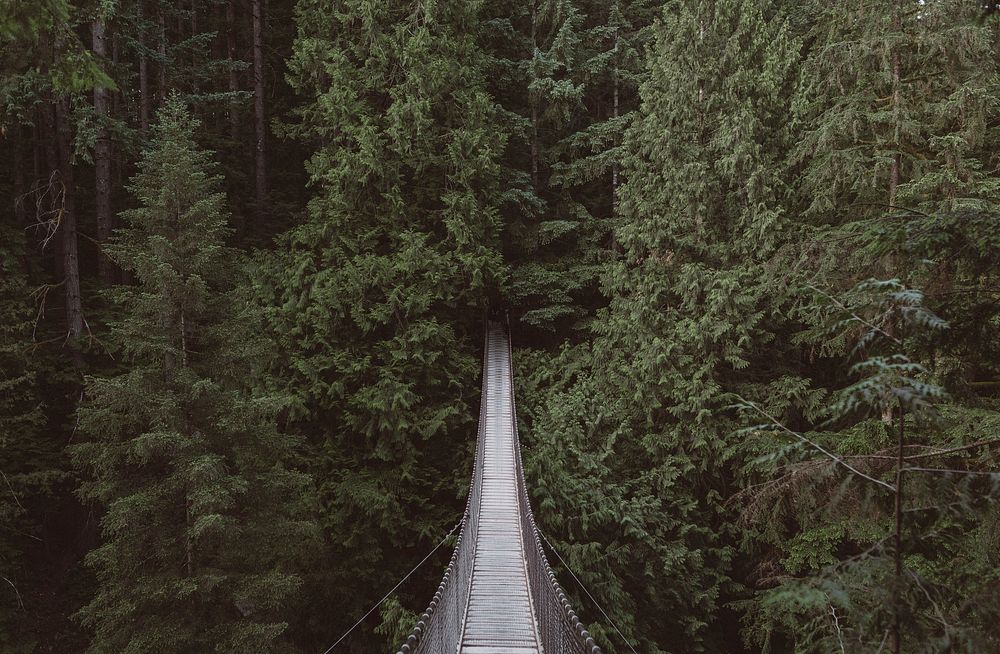 View of hanging bridge over a forest