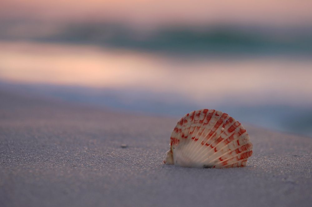 Closeup of a shell on a beach