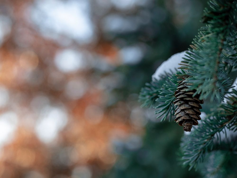 Closeup of blue spruce covered with snow