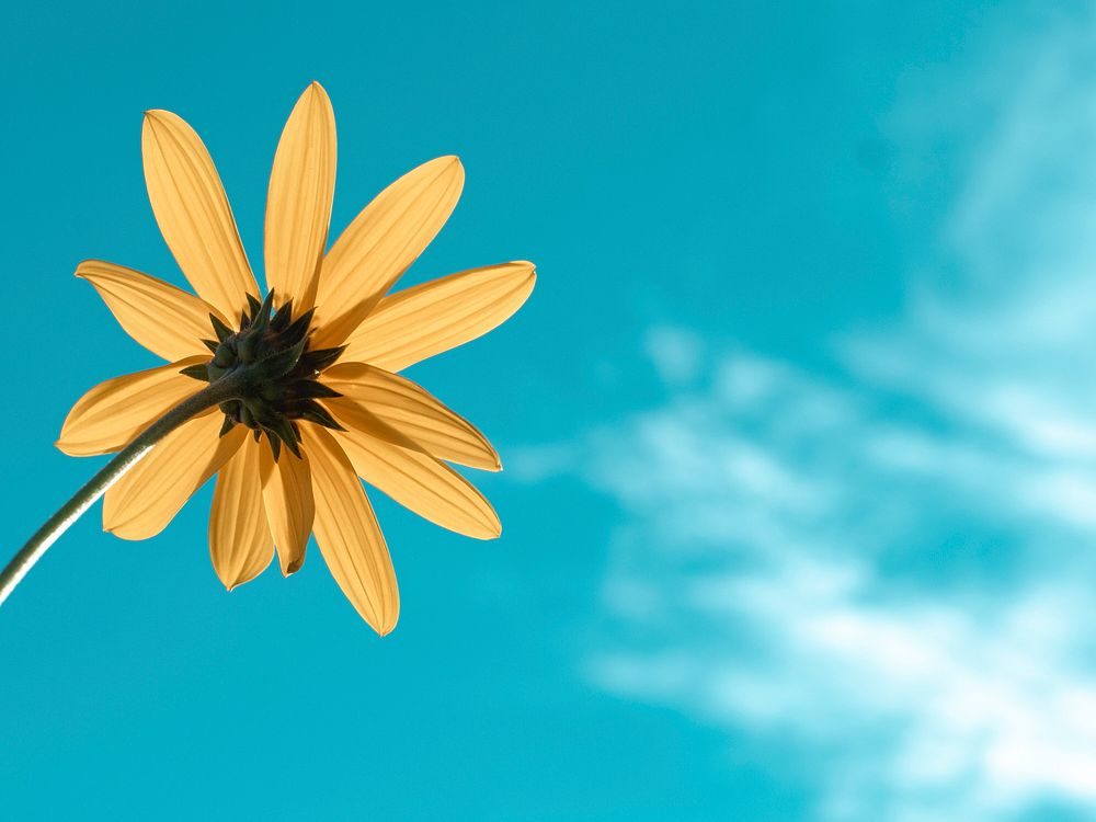 Yellow daisy with a blue sky