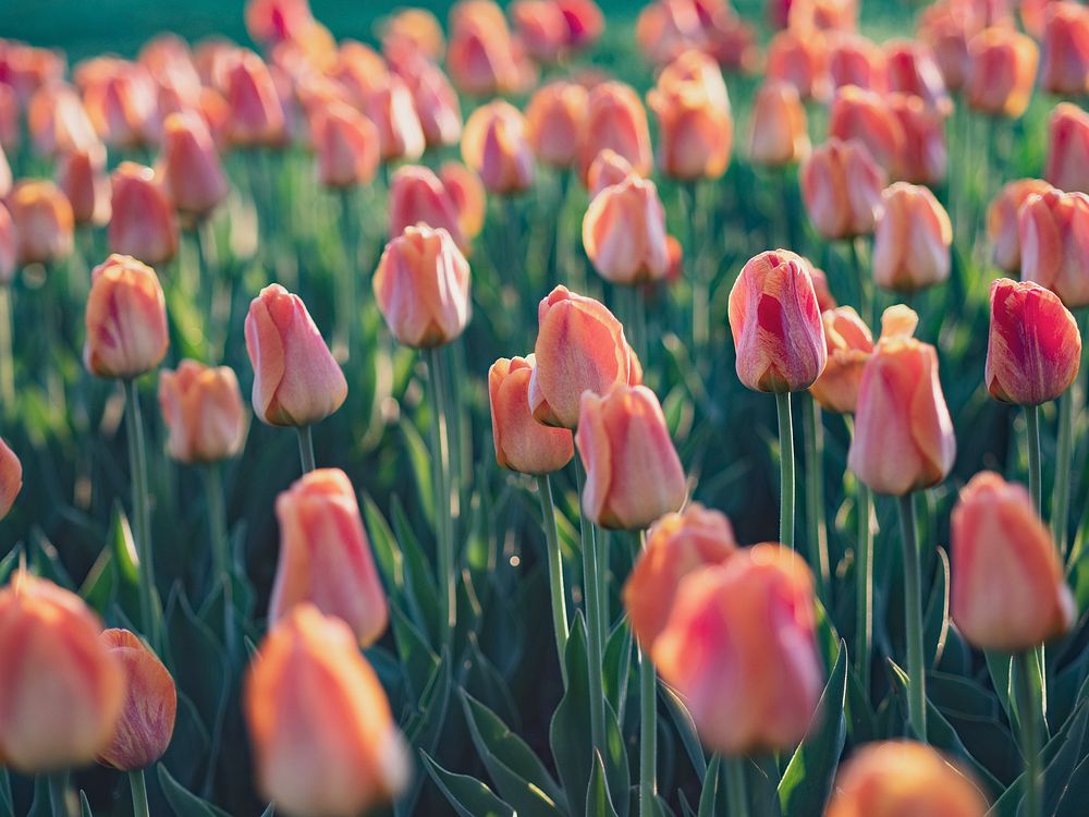 Spring background with orange tulips in the garden