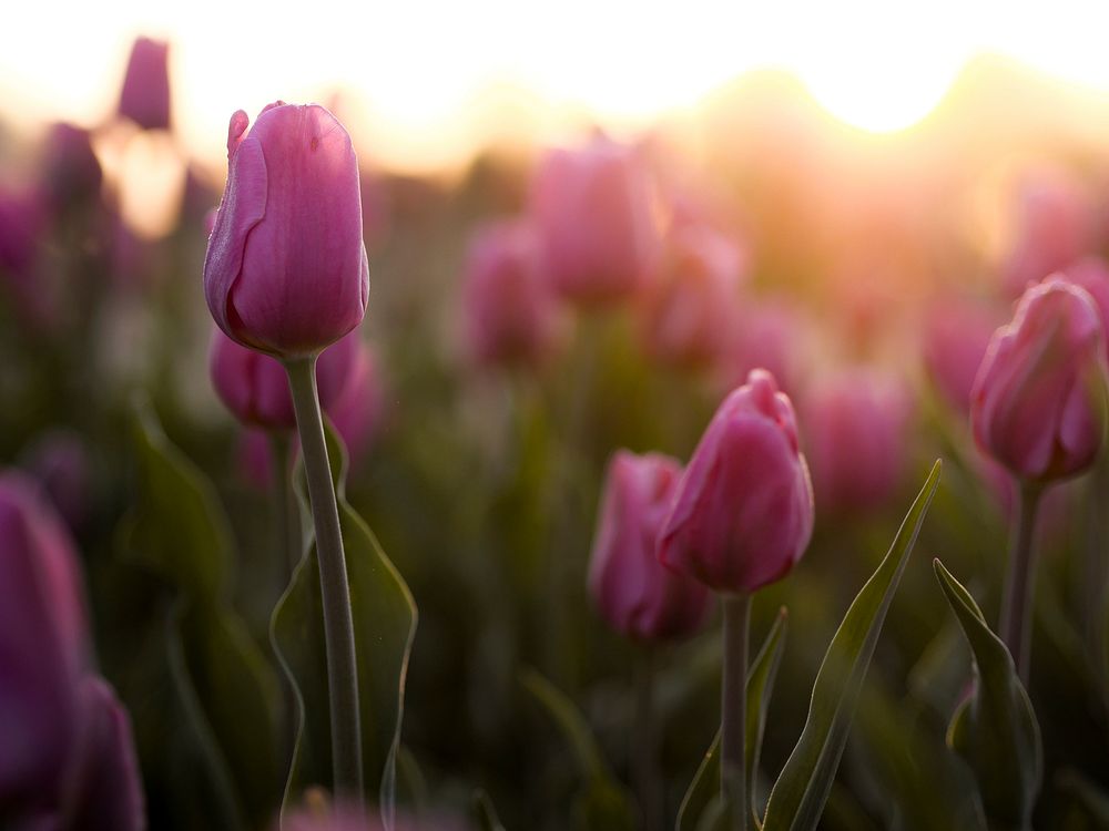 Spring background field of pink tulips with sunlight