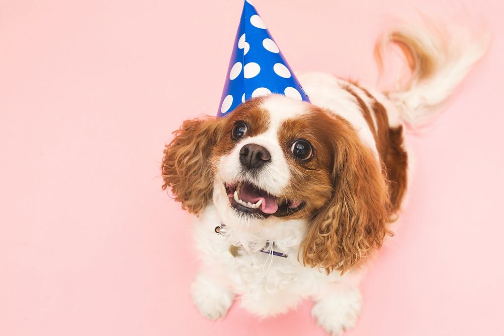 Free cute dog with party hat image, public domain animal CC0 photo.