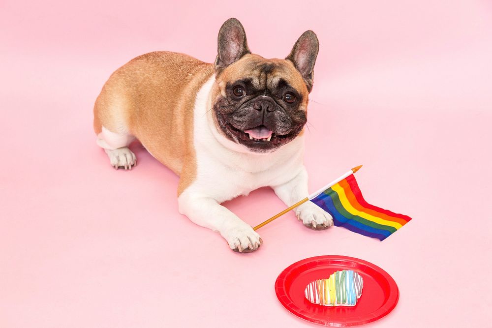 Free french bulldog with pride flag and treat image, public domain animal CC0 photo.