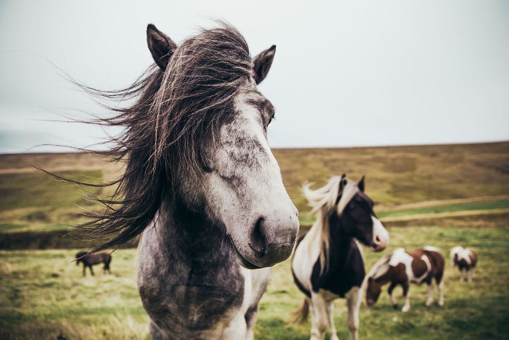 Two long haired horses in the field image, public domain animal CC0 photo.