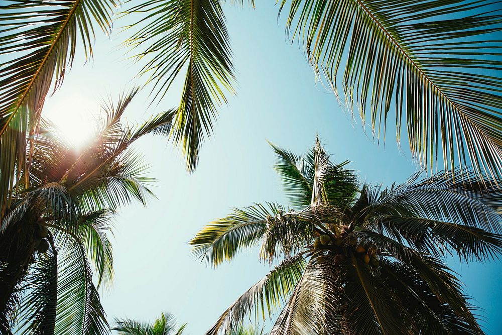 Free palm trees image, public domain tropical summer CC0 photo.