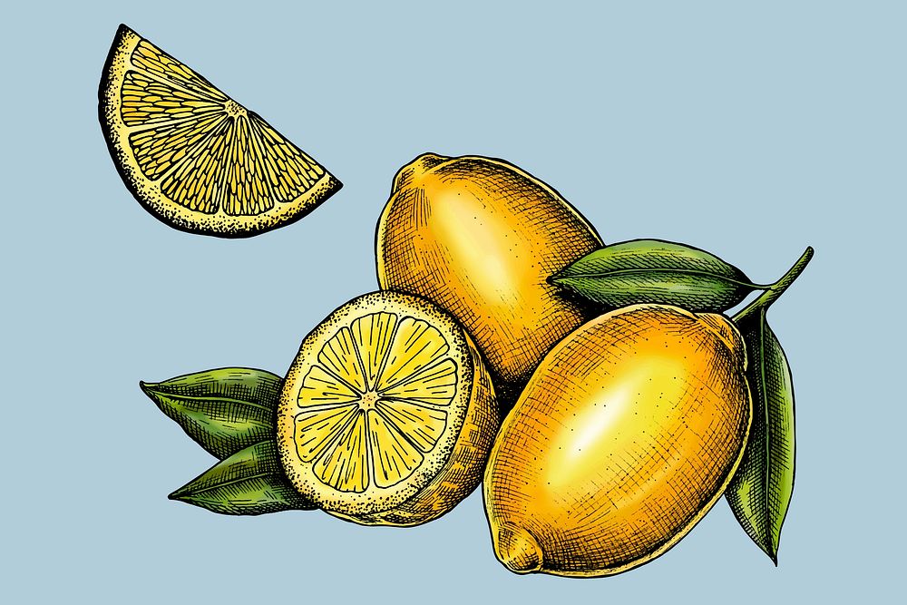 Sliced fresh juicy lemons vector
