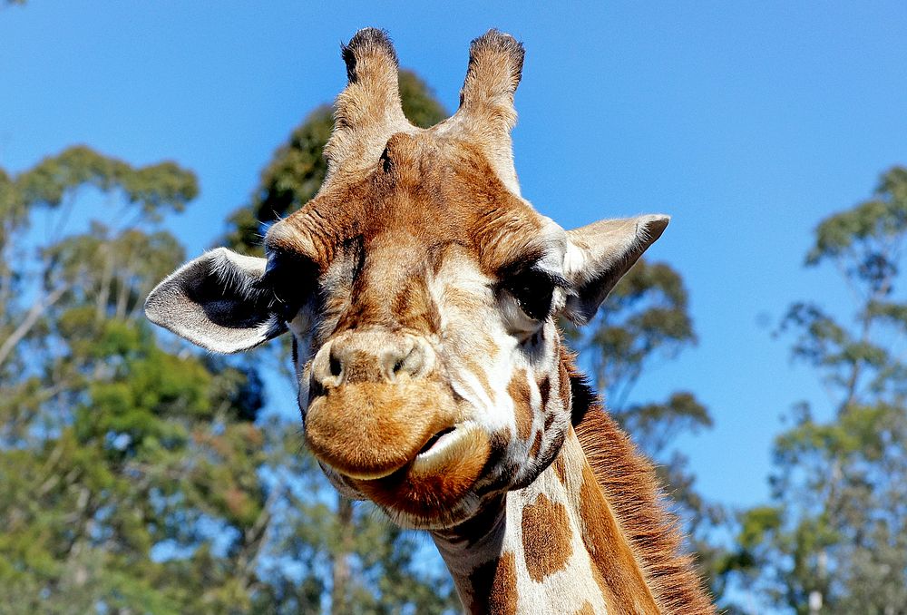 Giraffe portrait.