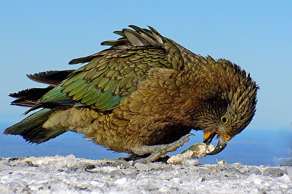 Kea. Alpine parrot.