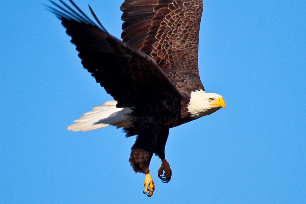 Bald Eagle at Forsythe. Original public domain image from Flickr