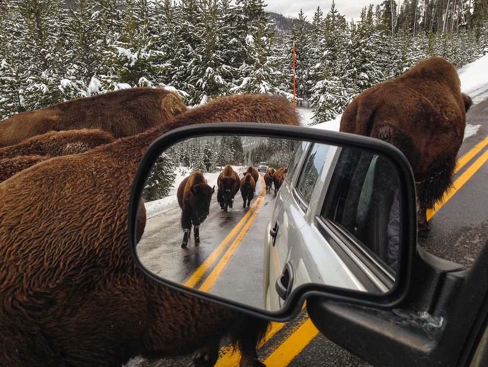 Bison jam on the road between Mammoth and Norris. Original public domain image from Flickr