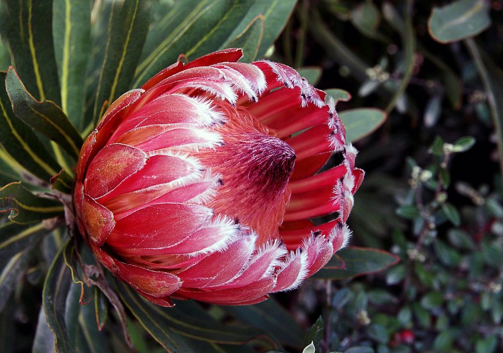 Protea Pink Ice. Original public domain image from Flickr