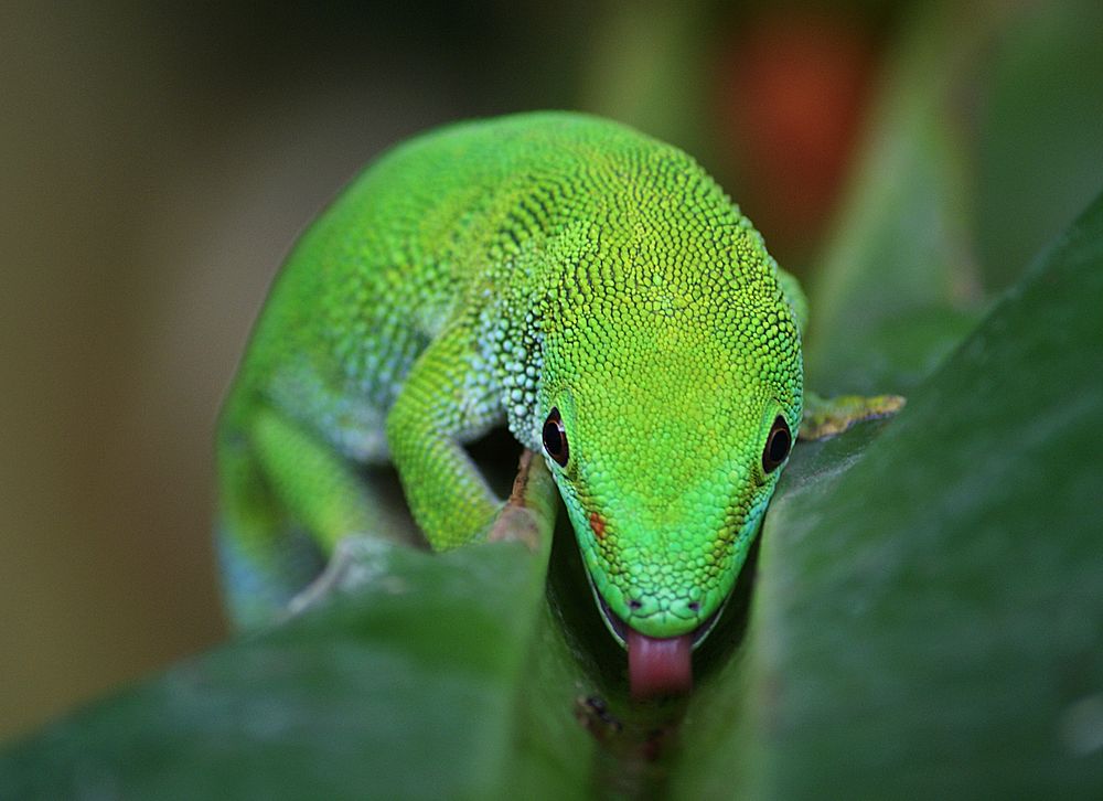 Madagascan Day Gecko. Original public domain image from Flickr
