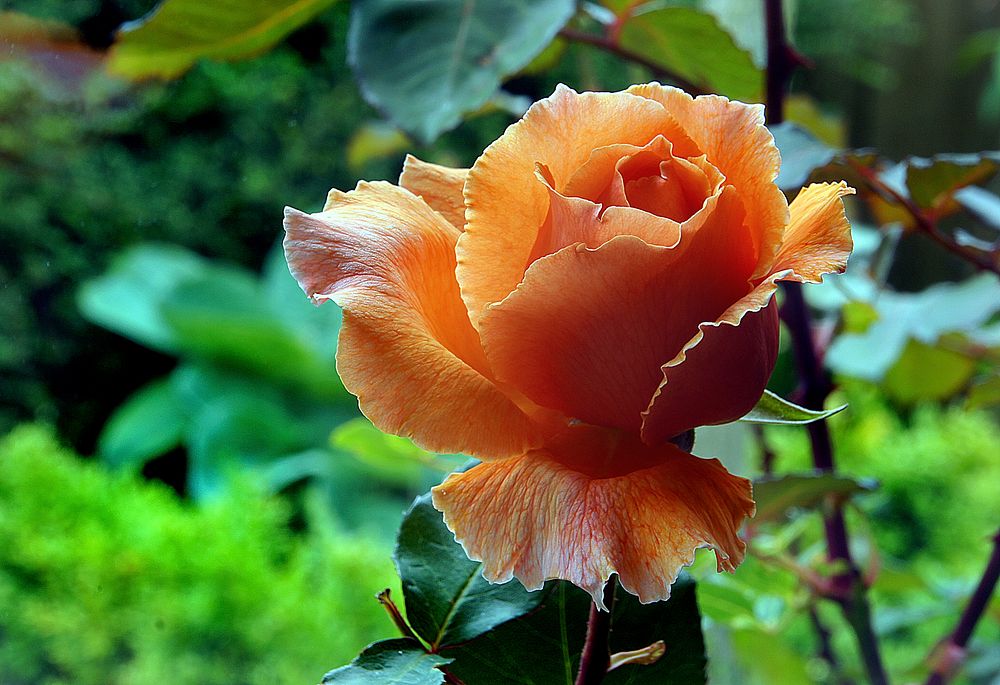 Just Joey. Elegant buds of coppery-orange veined with red. The opening petals are attractively waved and the flowers remain…