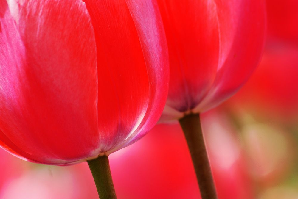 A pair of pink Tulips. Original public domain image from Flickr
