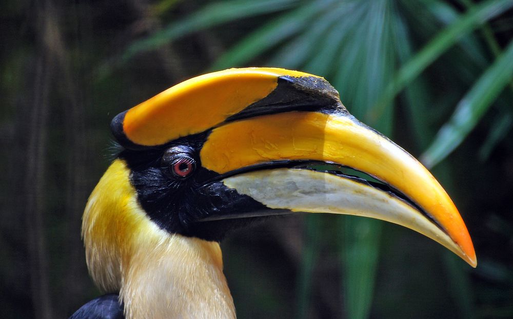 Great Indian Hornbill.