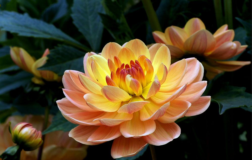 Dahlia Margaret Haggo. Original public domain image from Flickr