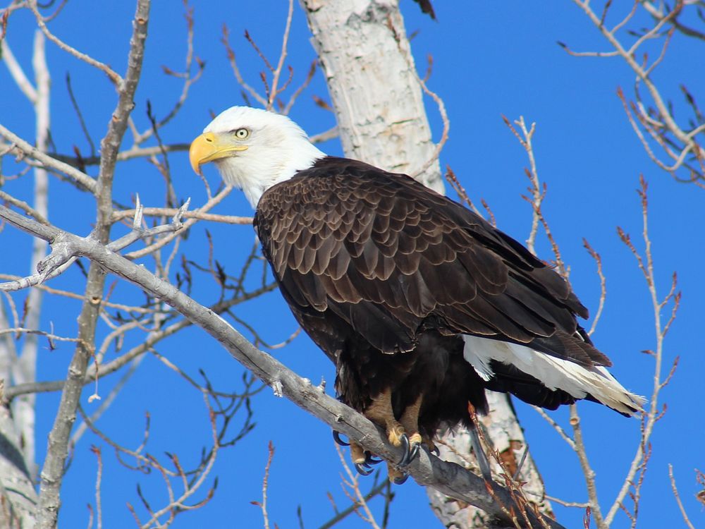 Bald eagle in cottonwood trees during spring. Original public domain image from Flickr