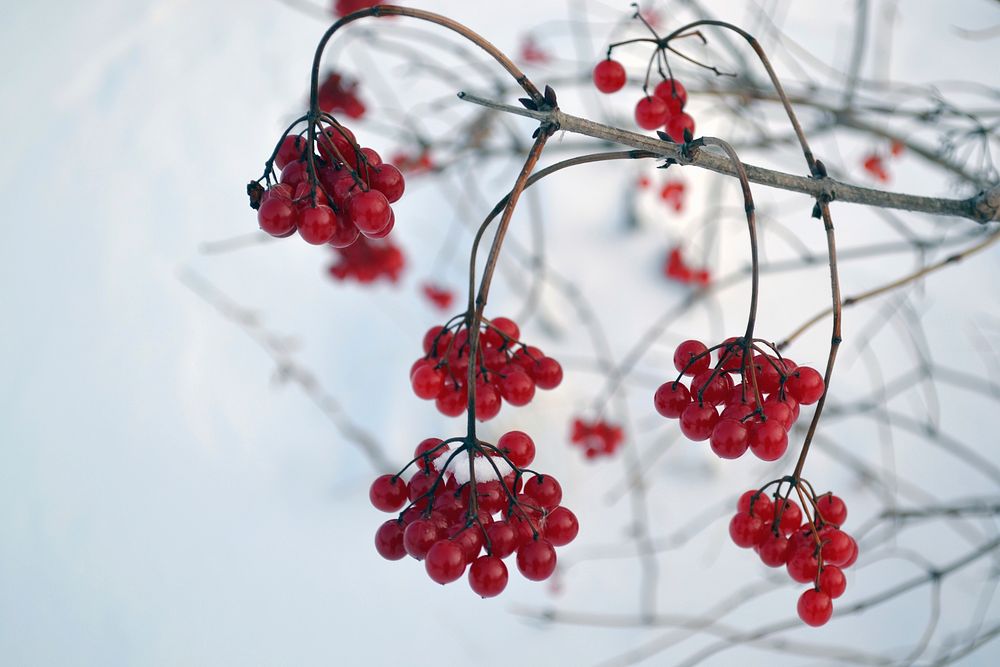 High-bush CranberryA winter favorite among cedar waxwings, robins and ruffed grouse, these tangy berries are in the…