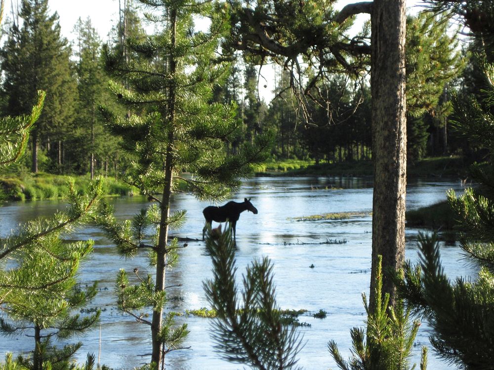 Young moose crossing Big Springs in late evening on the Aston Island Park Ranger District on the Caribou-Targhee National…