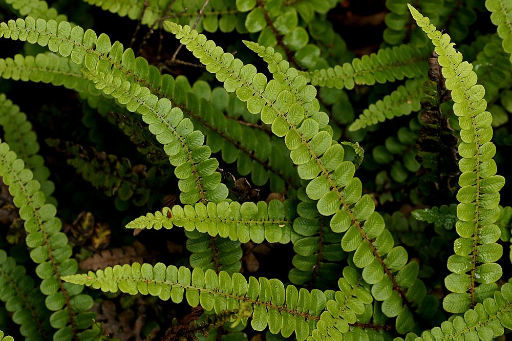 Alpine water fern.