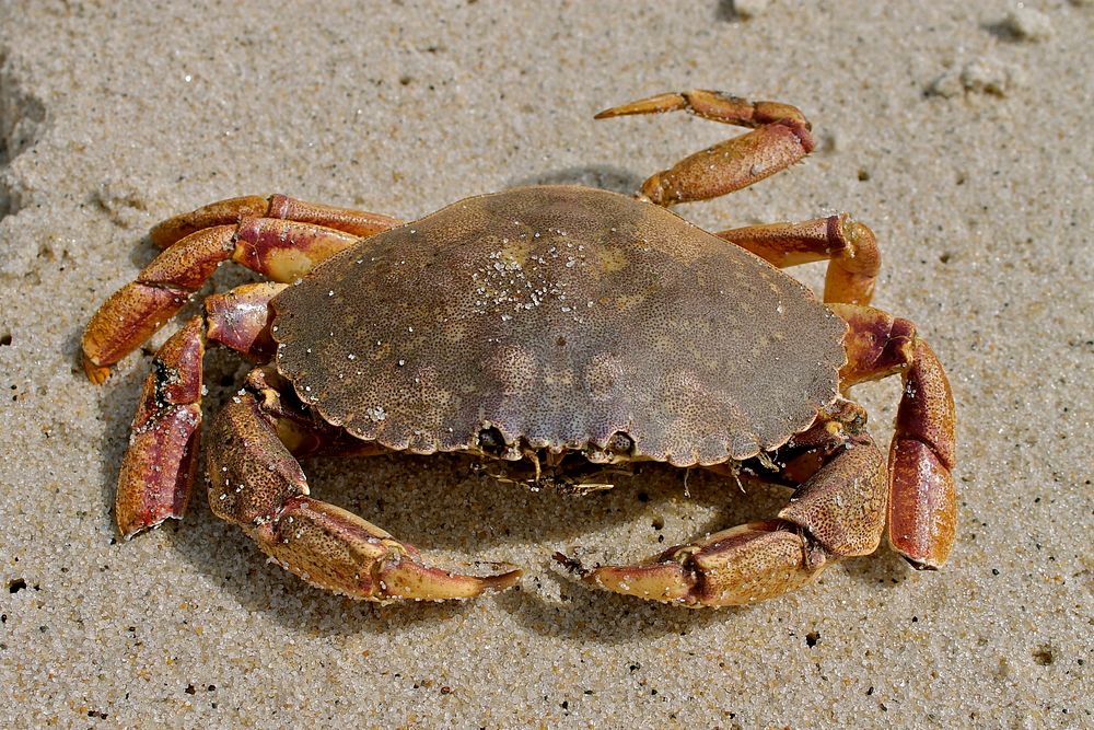 Jonah crab on a beach. Original public domain image from Flickr