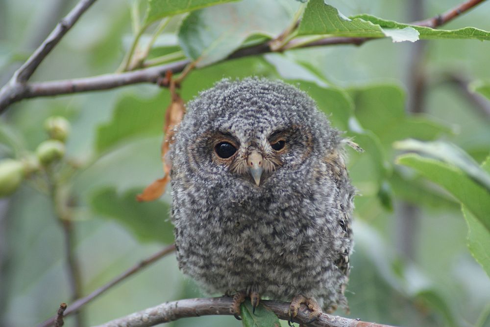 Baby flammulated owl was exploring new territory since this species is not typically found in Utah. Sour Dough area, Uinta…