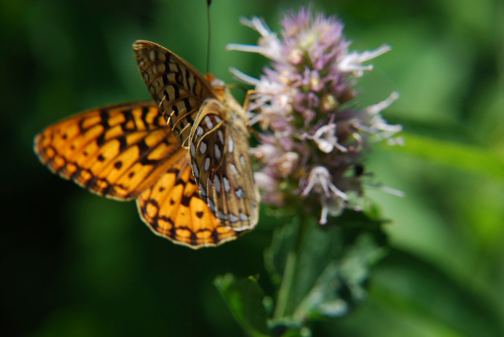 Horsemint with ButterflyClose-up of Horsemint with butterfly (Agastache spp). Location: Lewis Peak, Ogden Ranger District…