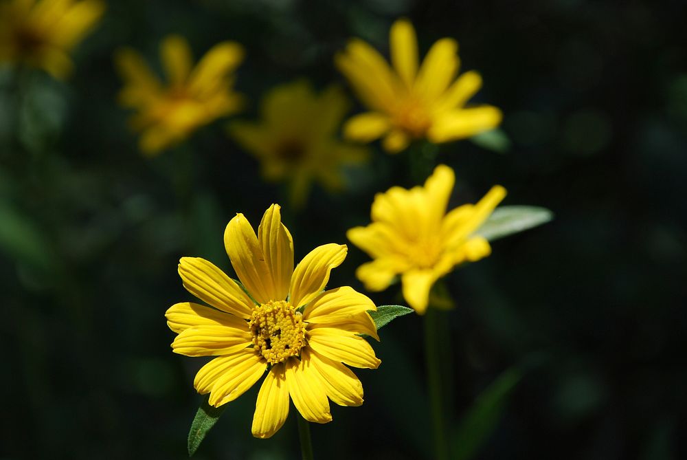Little SunflowerClose-up of Little Sunflower (Helianthella spp). Location: Lewis Peak, Ogden Ranger District, Uinta-Wasatch…