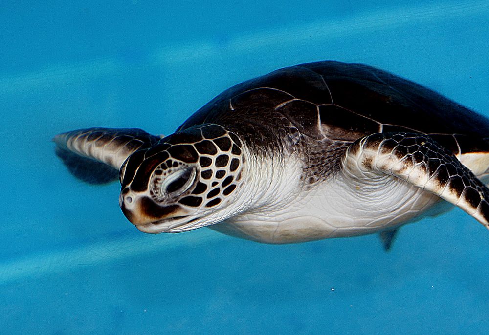 Baby Green Sea Turtle. Original public domain image from Flickr