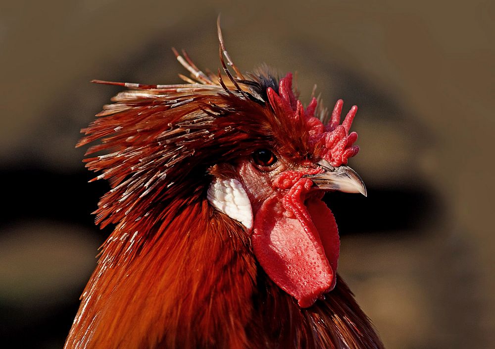 The Red Rooster. Original public domain image from Flickr
