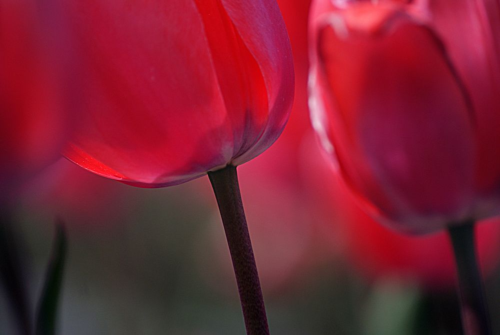 Tulips originated in Turkey getting their name from the Turkish word "tulbend" which means turban. Tulips were thought to…