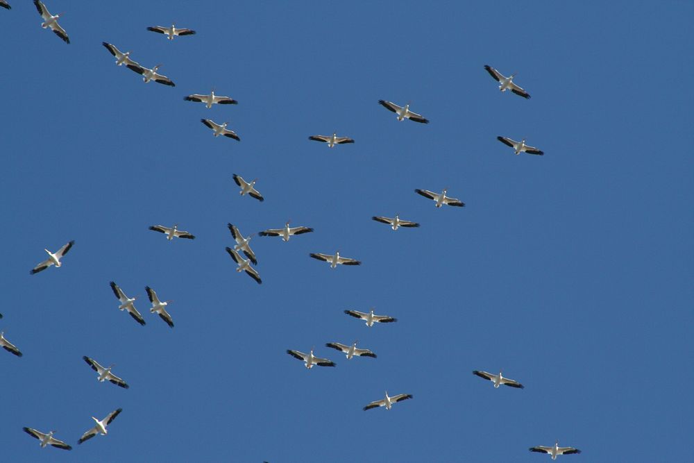 Pelicans MigratingPelicans migrating near Keokuk, Iowa. Photo by Rick Hansen/USFWS. Original public domain image from Flickr