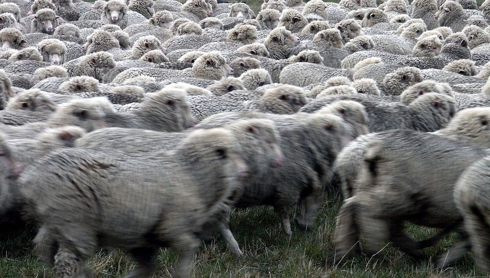 Sheep farming has played a huge part in New Zealand’s economy. From 1856 to 1987, it was the most important farming…