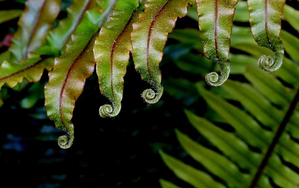 Natures designs. Ferns are mostly a tropical group, and New Zealand has an unusually high number of species for a temperate…