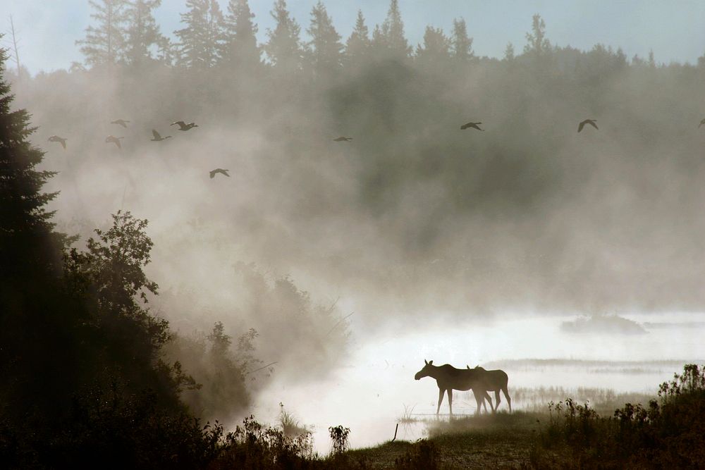 Moose in mist. Original public domain image from Flickr