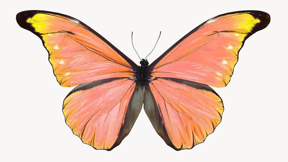 Orange butterfly, aesthetic insect isolated image