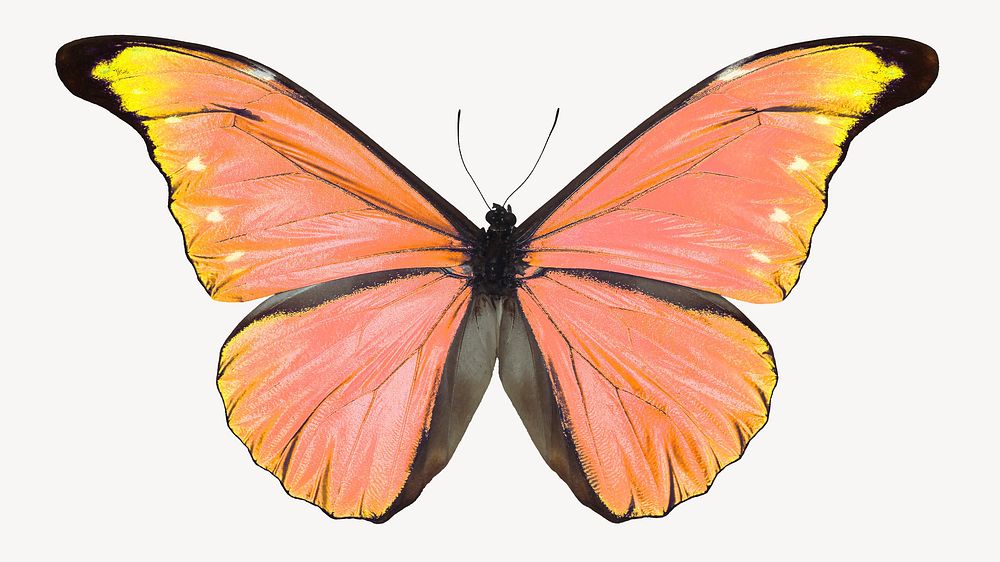 Orange butterfly sticker, aesthetic insect image psd
