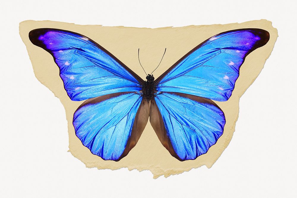 Blue butterfly ripped paper, aesthetic insect graphic