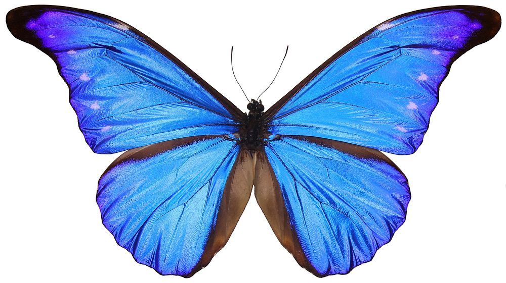 Beautiful butterfly on white background. Free public domain CC0 image. 