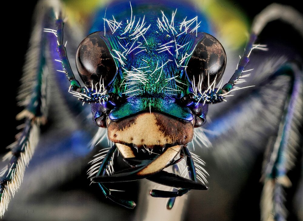 Festive Tiger Beetle. (Cicindela scutellaris) - the Festive Tiger Beetle, found on top of a butte in Badlands National Park…
