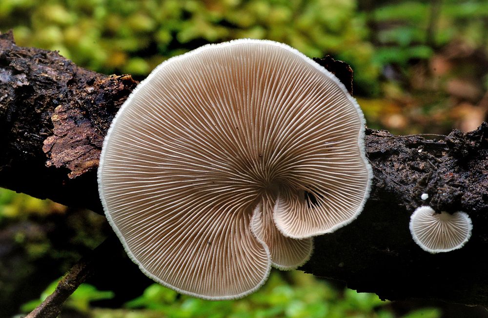 Crepidotus versutus