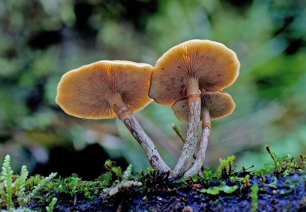 Galerina sp.