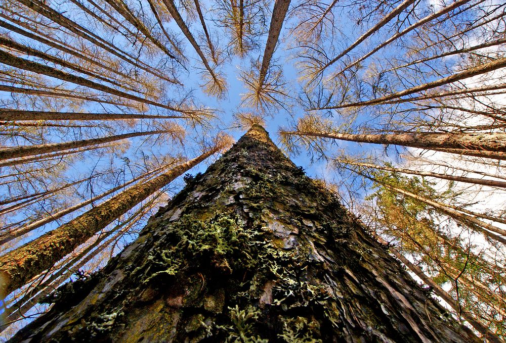 High and the Mighty.Larix decidua, common name European larch, is a species of larch native to the mountains of central…