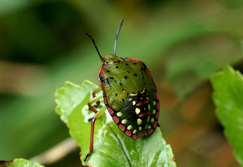 Green vegetable bug. Nezara viridula, commonly known as the southern green stink bug (USA) or green vegetable bug (Australia…